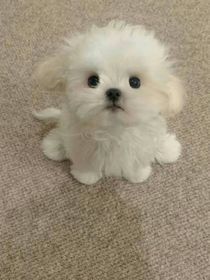 黑色的沉默