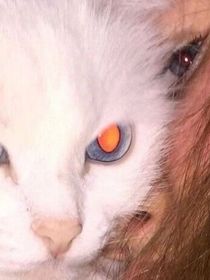 我思故我在1……